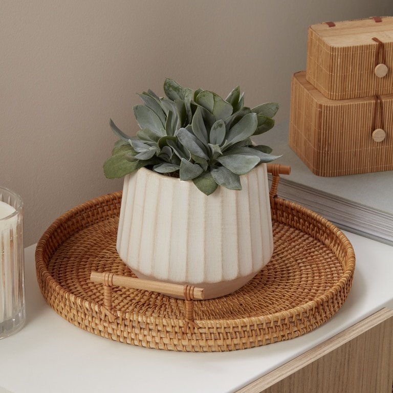 Senecio Cephalophorus D12Cm H20Cm