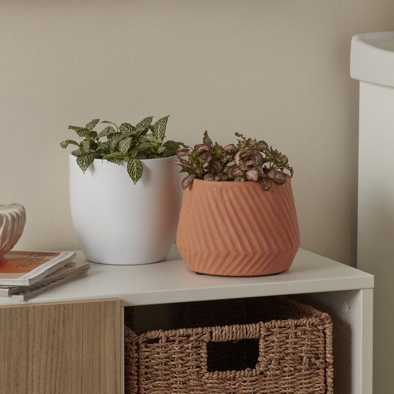 Planta de interior Fittonia, mix, diametru 12 cm, inaltime 17 cm