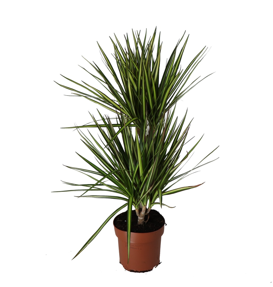 Planta Dracaena Sunray VERVE, 2 tije, ghiveci inclus, D17, verde