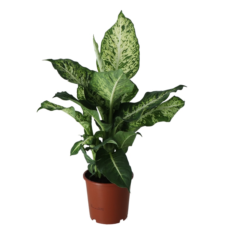 Dieffenbachia Marsh D17Cm H60Cm