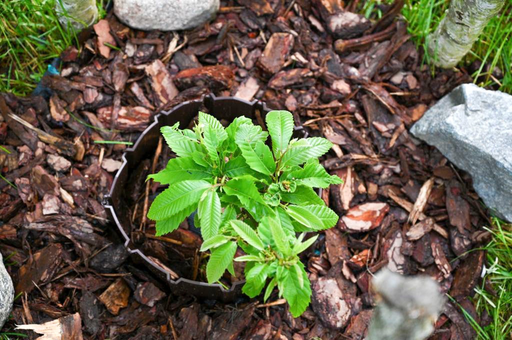 Gard Palisada Antracit 4 Buc 3.1M