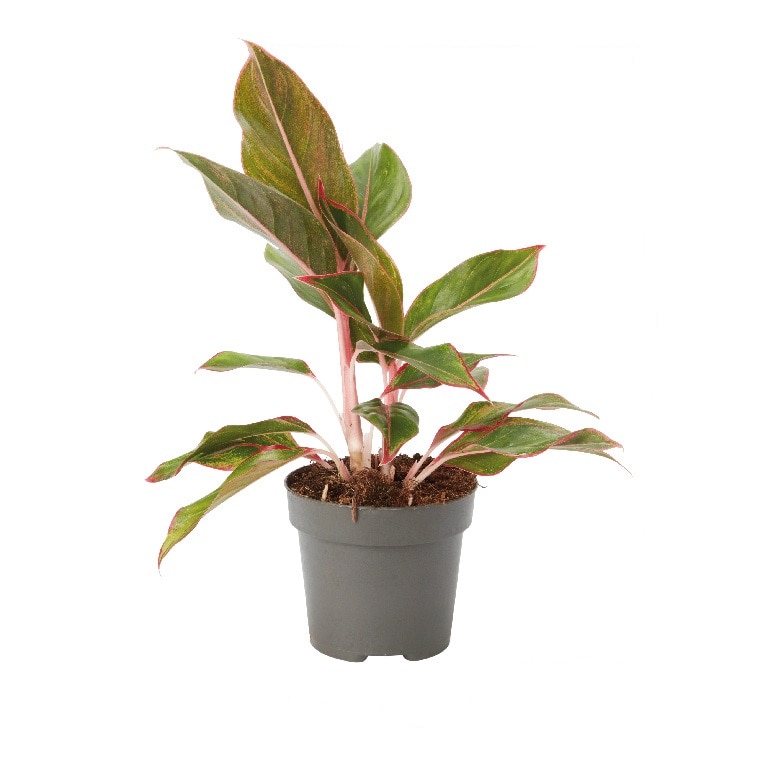 Mix Aglaonema D12Cm H30Cm