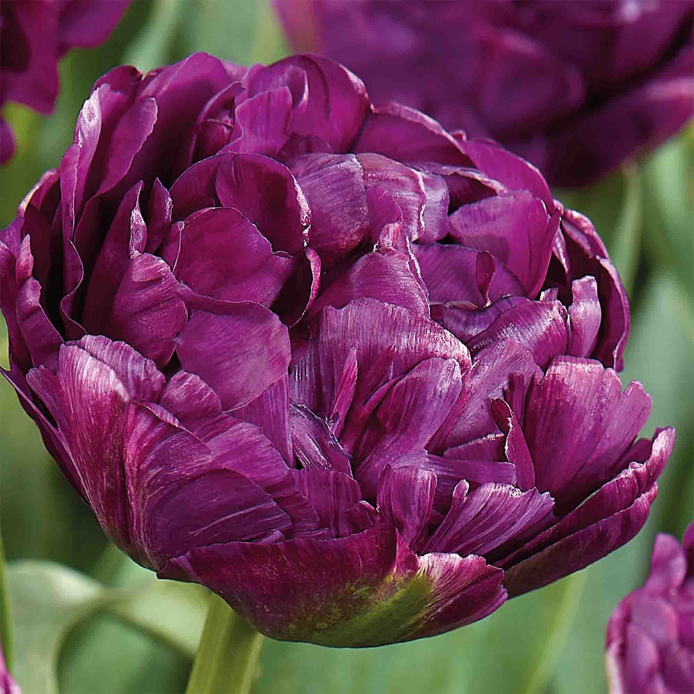 Bulb VERVE Lalea Canyon, mov