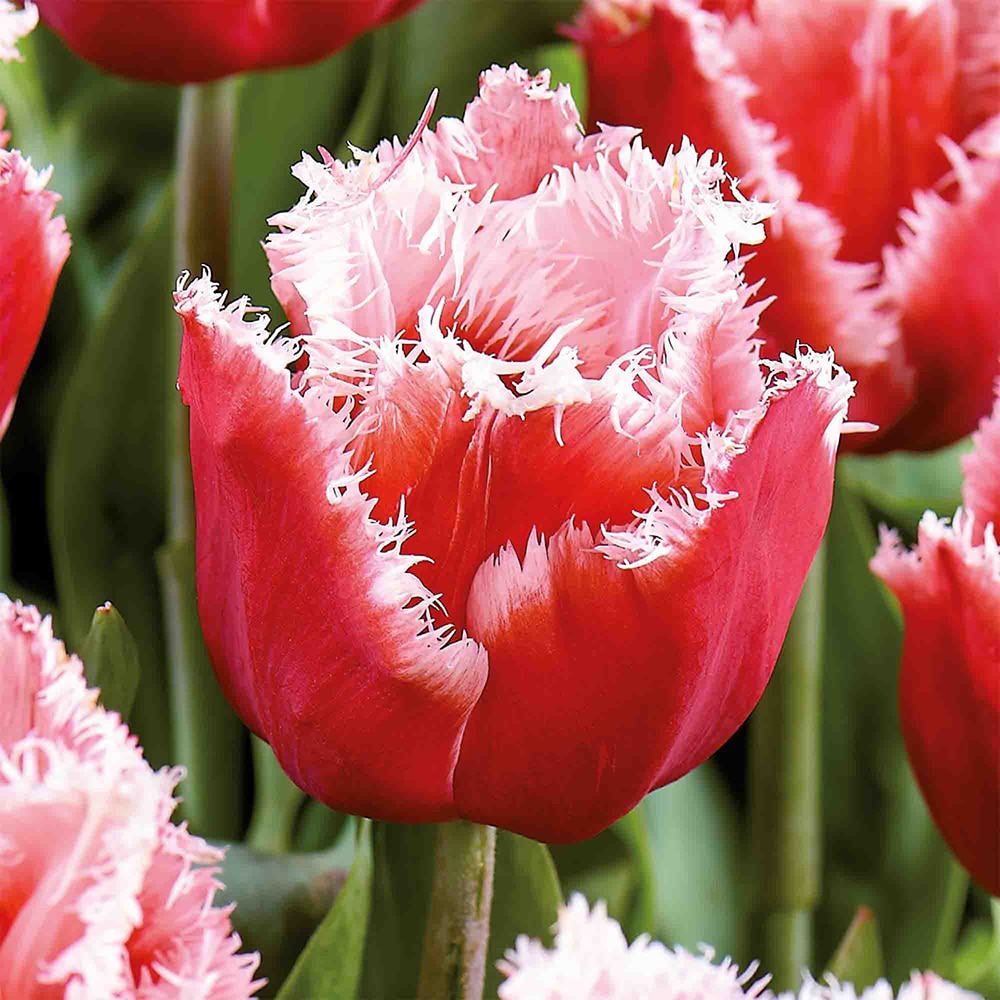 Bulb VERVE Lalea New Santa, roz