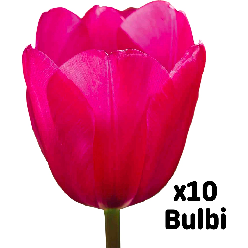 Bulb VERVE Lalea Ardour, roz