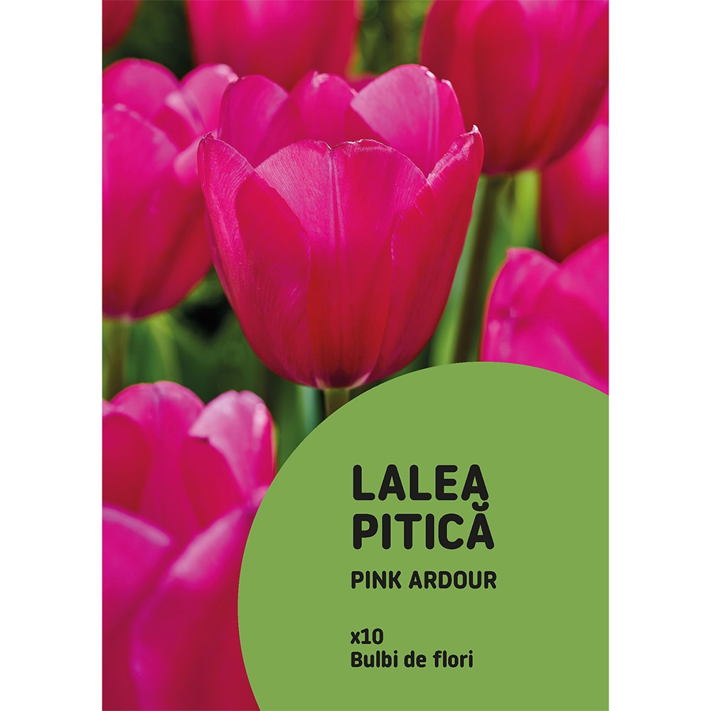 Bulb VERVE Lalea Ardour, roz