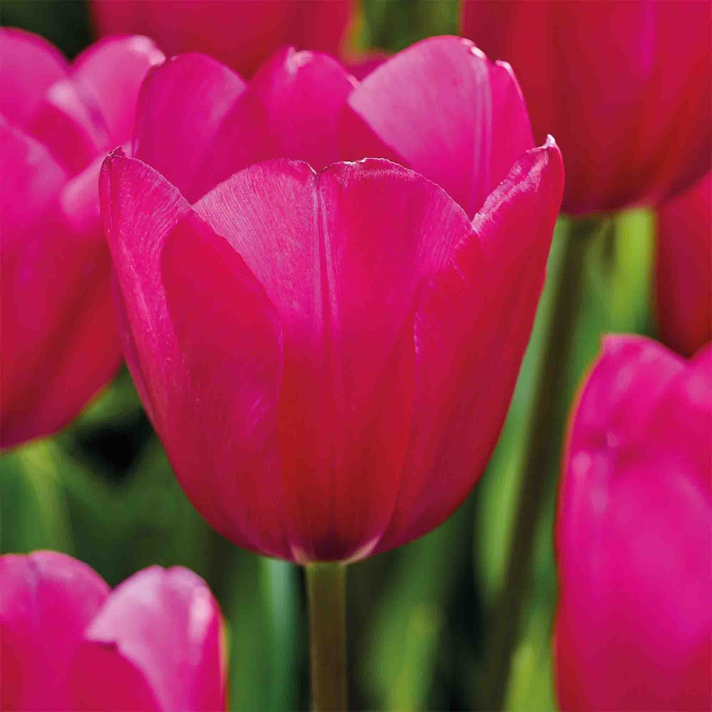 Bulb VERVE Lalea Ardour, roz