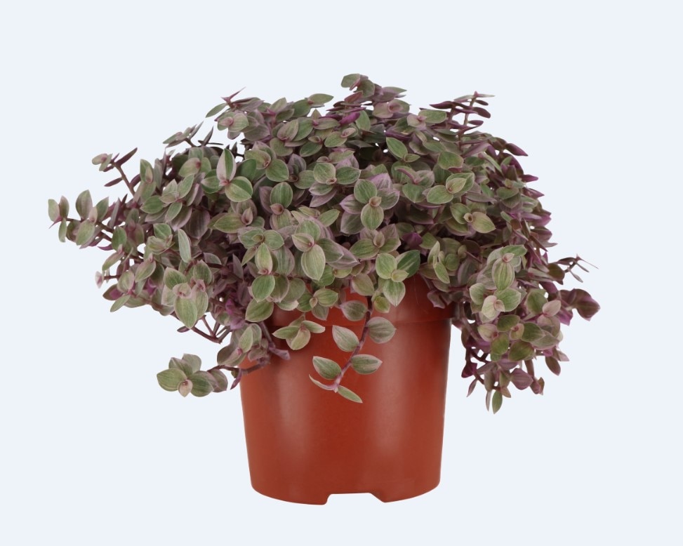 Planta de interior Callisia Rosato, roz, D10.5 cm H15 cm