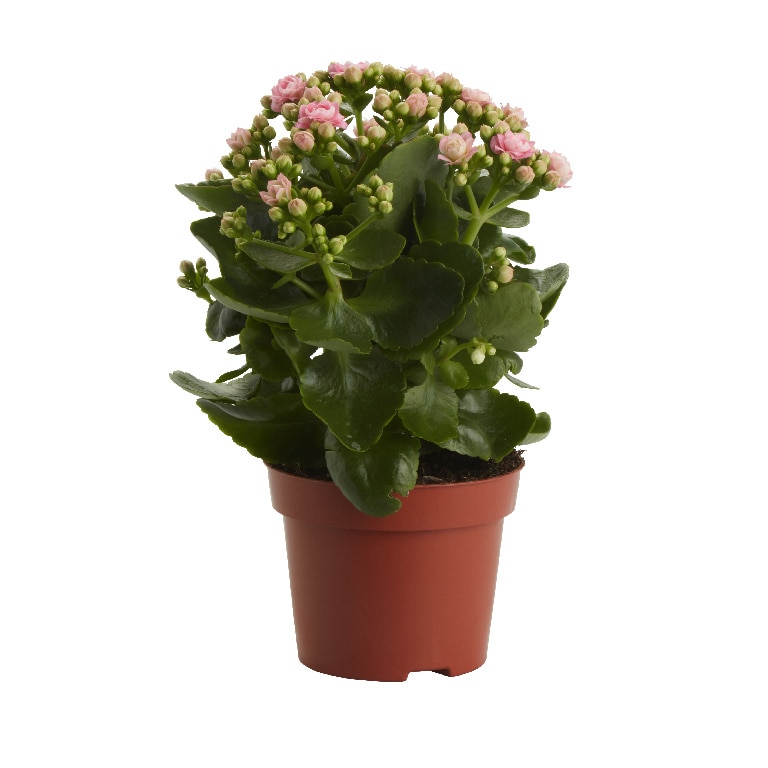 Planta de interior Kalanchoe MIX D12 cm H25 cm