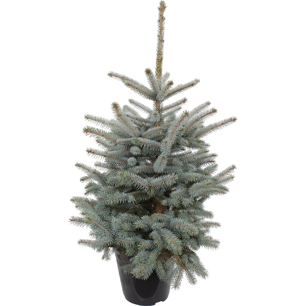 Brad natural crescut in ghiveci, Baby Blue, 80 - 100 cm