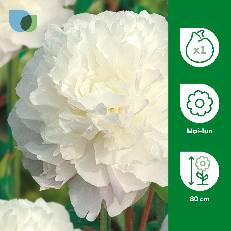 Bulb Bujor Festiva Maxima VERVE, alb