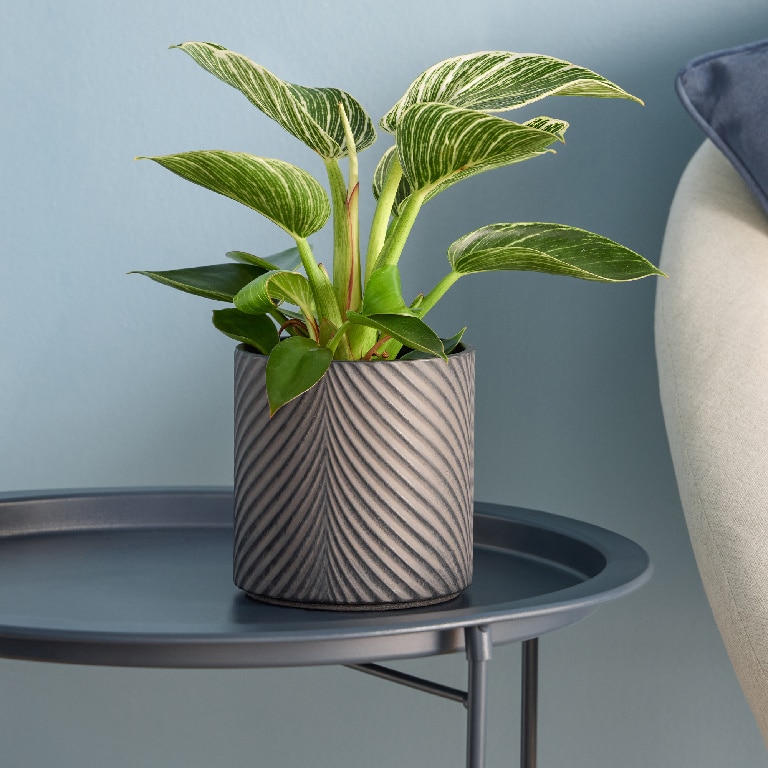 Ghiveci din Teracota, Negru, 13 cm  Verve