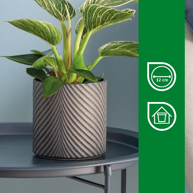 Ghiveci din Teracota, Negru, 13 cm  Verve