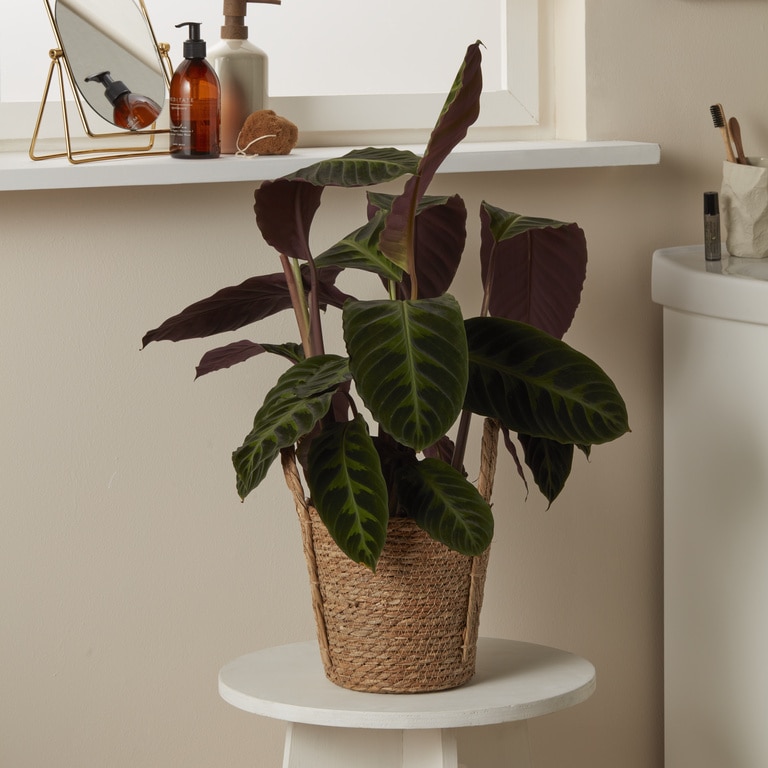 Planta Calathea In Ghiv. D19Cm H70C