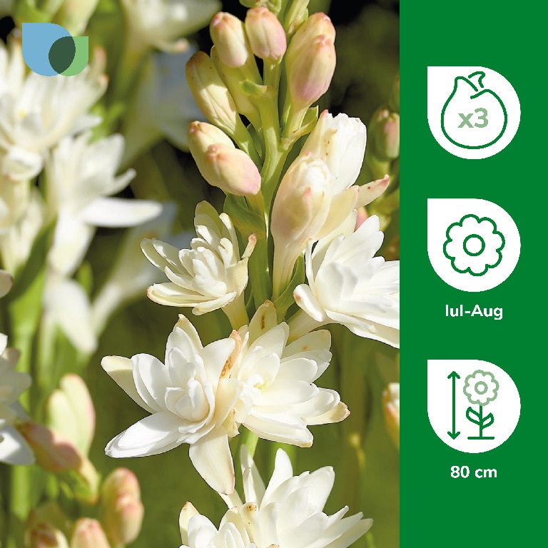 Bulb Tuberoza The Pearl VERVE, alb