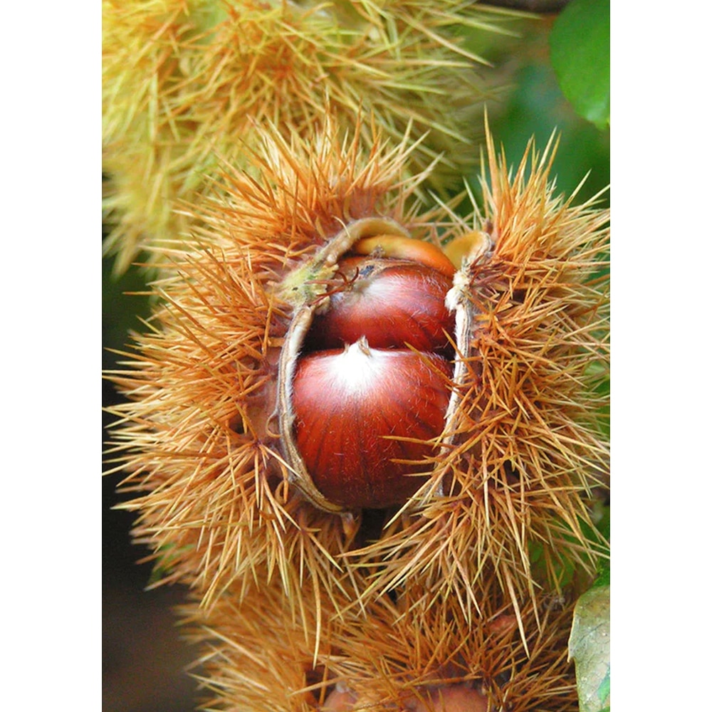 Pom fructifer Castan comestibil, 160 cm