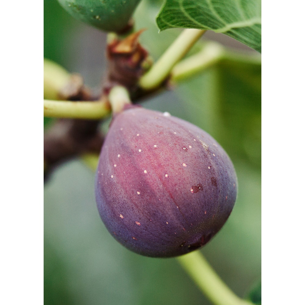 Pom fructifer Smochin, 160 cm