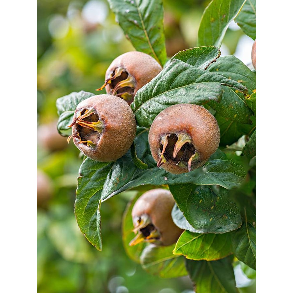 Pom fructifer Mosmon, 160 cm