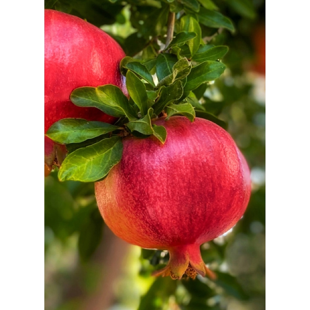 Pom fructifer Rodie, 160 cm