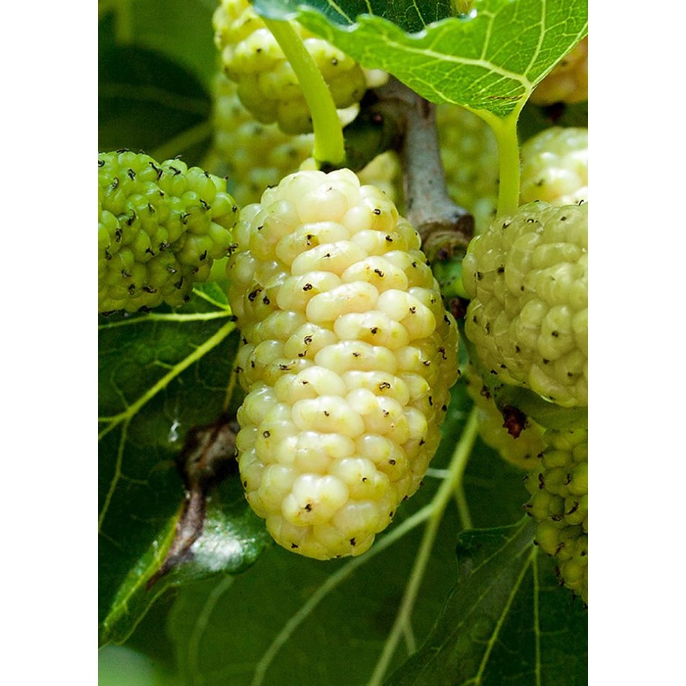 Pom fructifer Dud alb, 150 cm