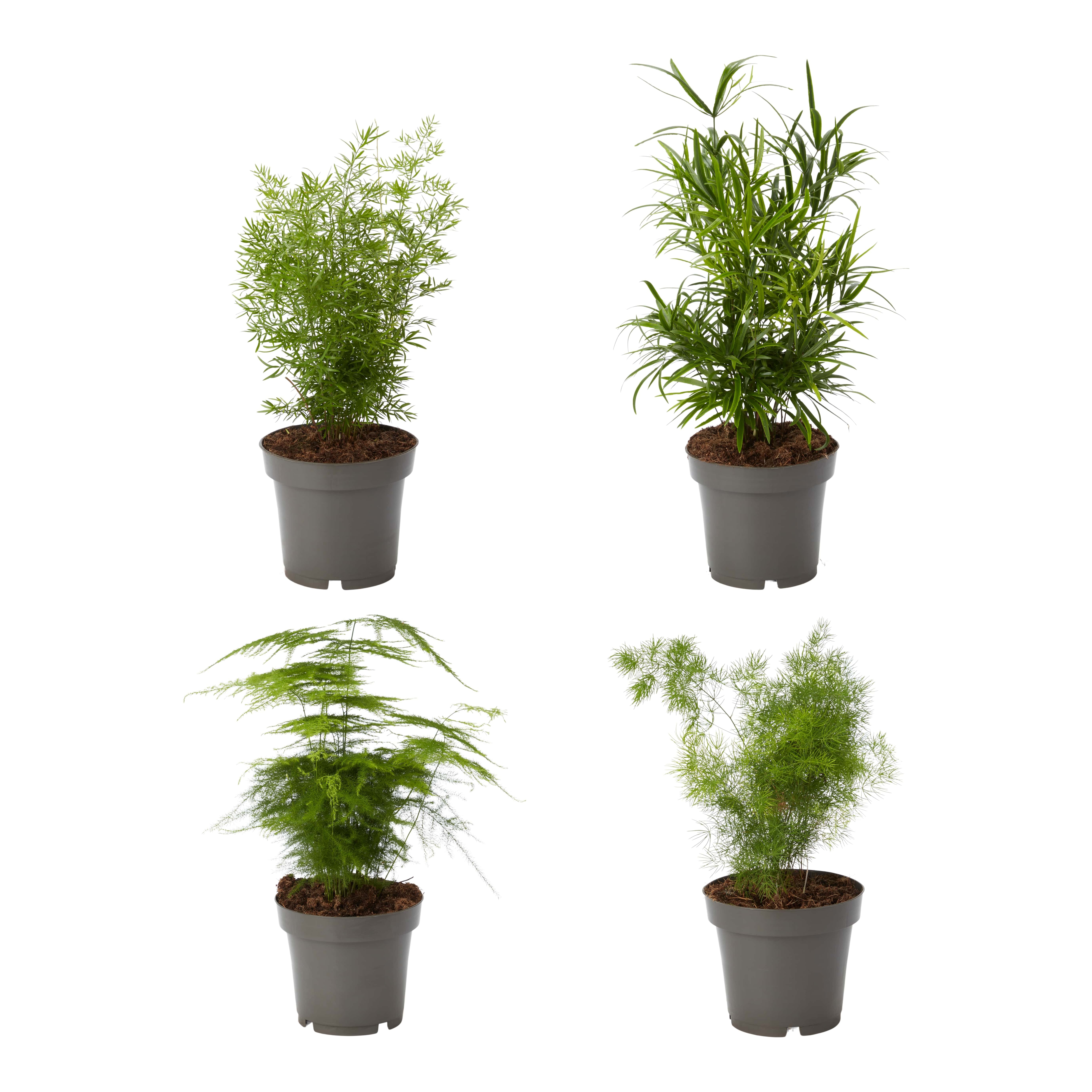 Planta de interior, Asparagus MIX D12 cm H25 cm