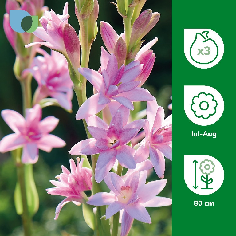 Bulb Tuberoza Chia Nong VERVE, roz