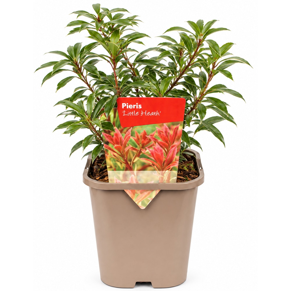 Pieris japonez Little Heath (Pieris japonica), H 20-25 cm