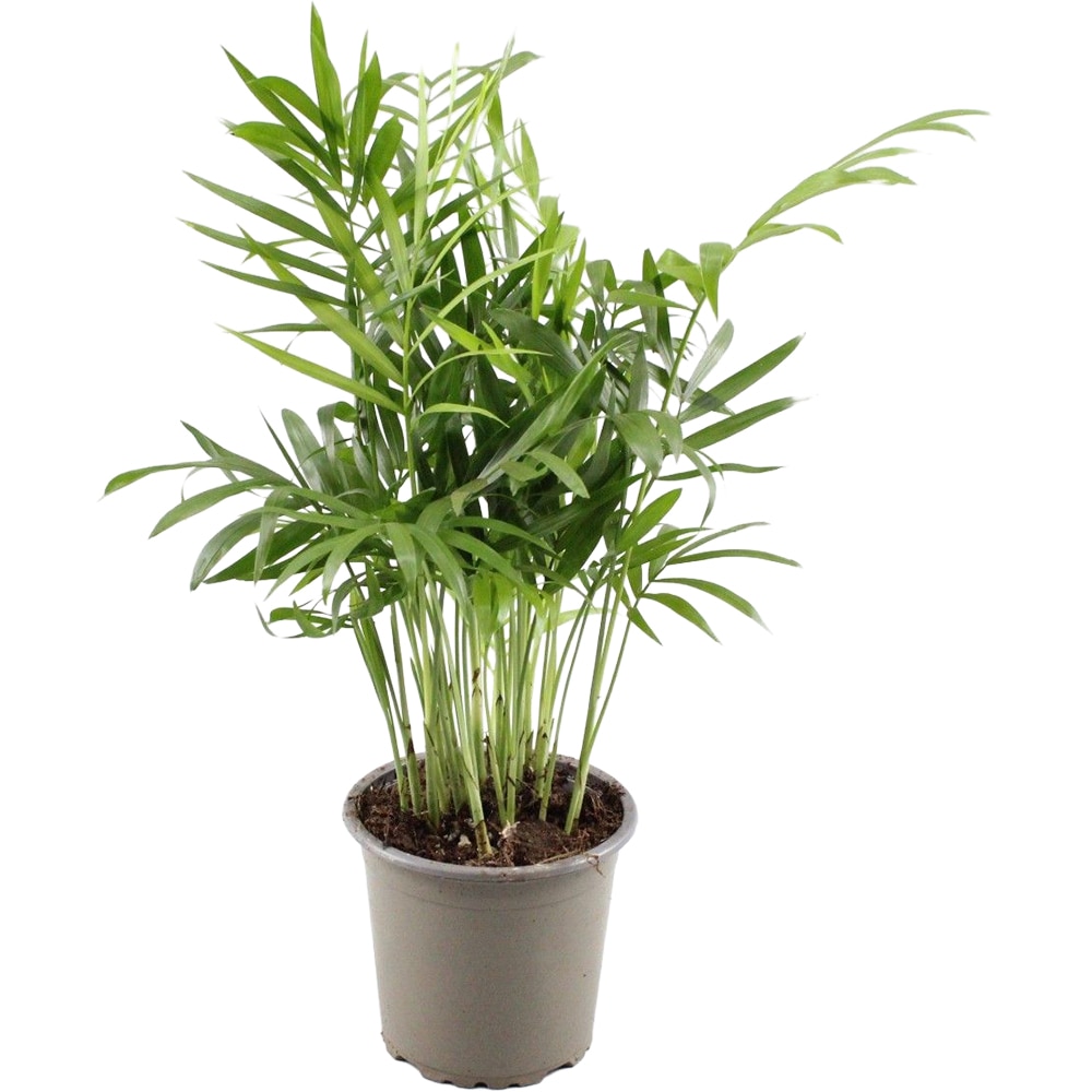 Chamaedorea Elegans Palmier, H 30 cm