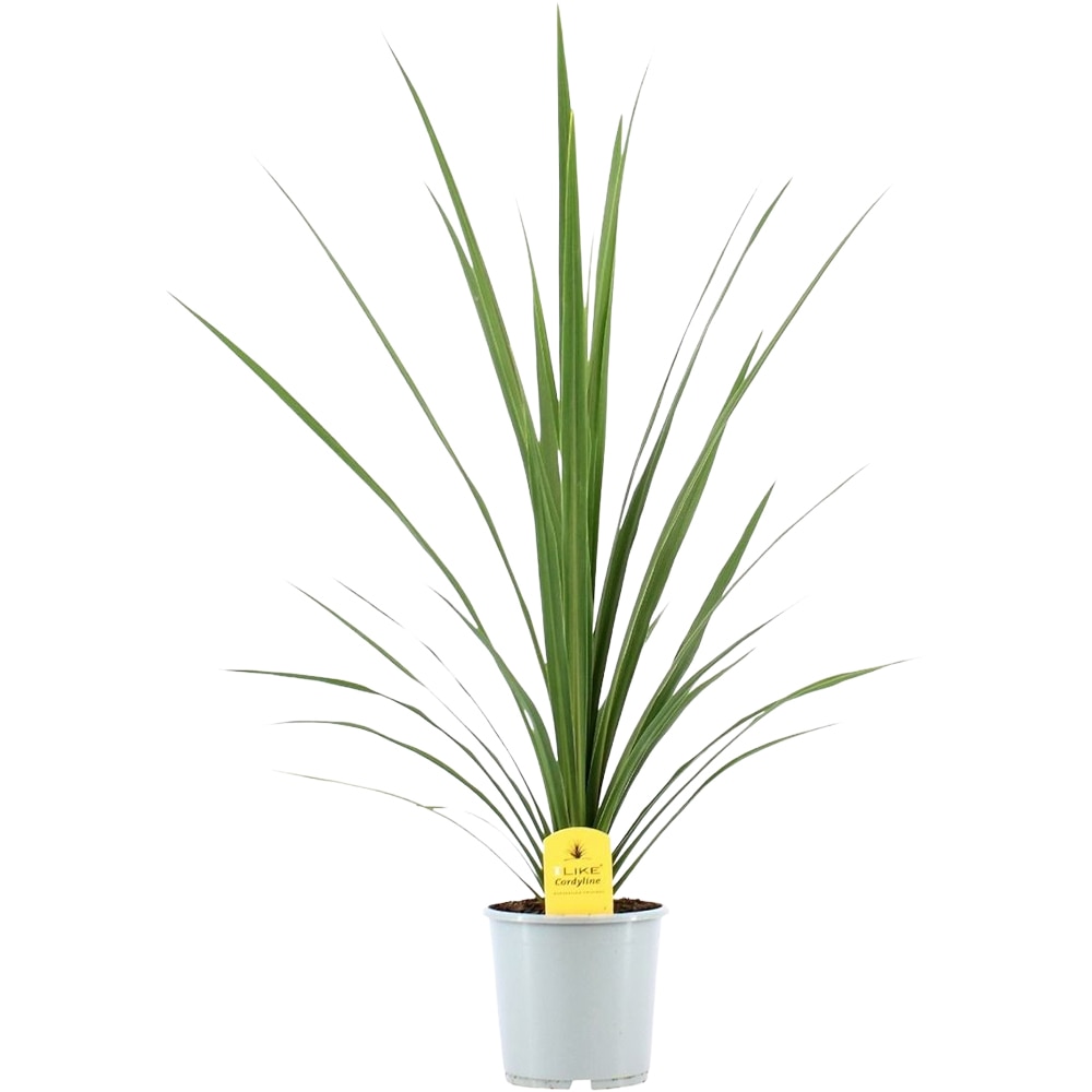 Cordyline Australis Verde, D 17 cm, 65 - 75 cm