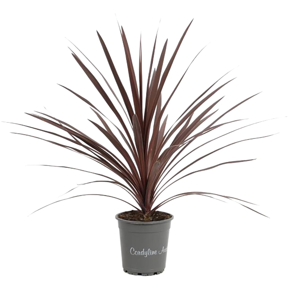Cordyline Autralis Red Star, D 17 cm, H 65 - 75 cm