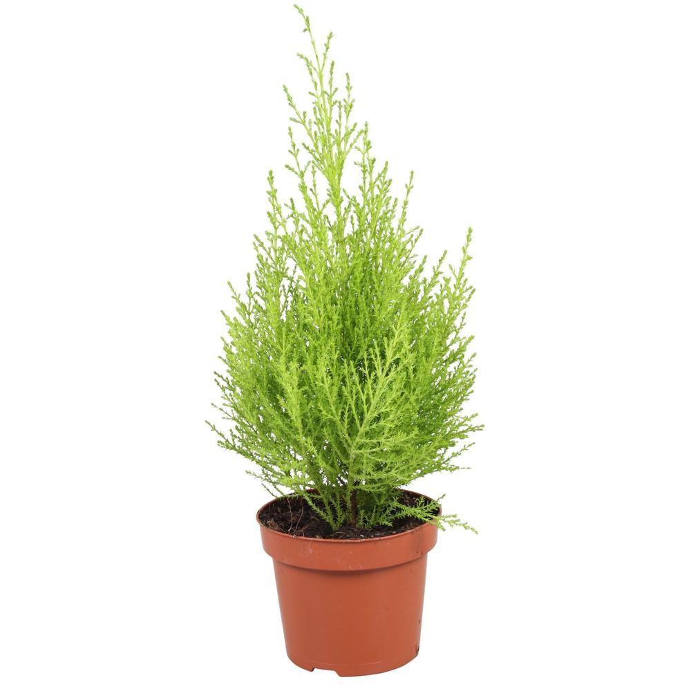 Chiparos ornamental Cupressus Macro. Goldcrest, H 60 cm