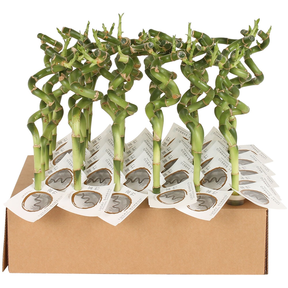 Lucky Bamboo Tube in Tube (Dracaena sanderiana), D5 cm, H30 cm
