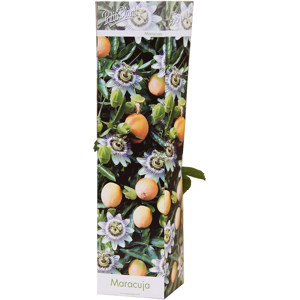 Passiflora Mix, H 30cm