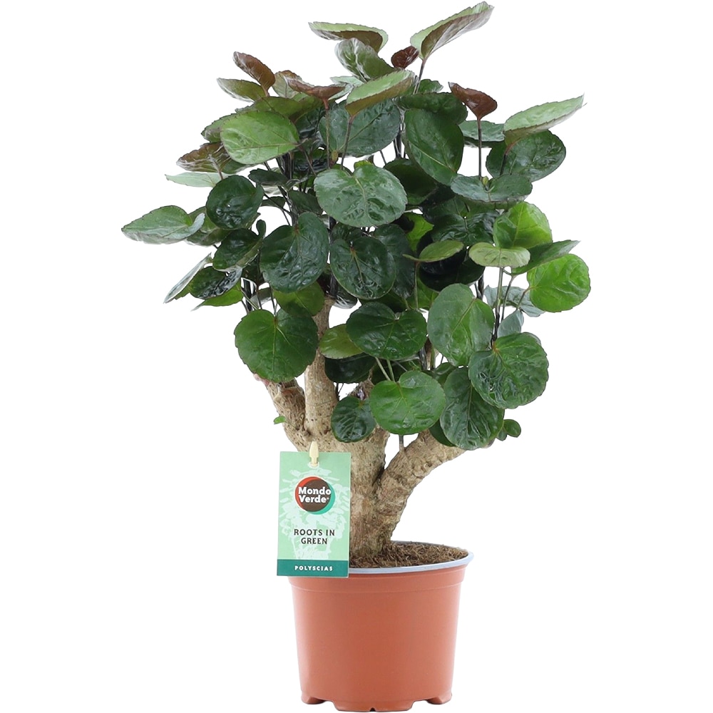 Gutui de camera Polycias Fabian, D 12 cm