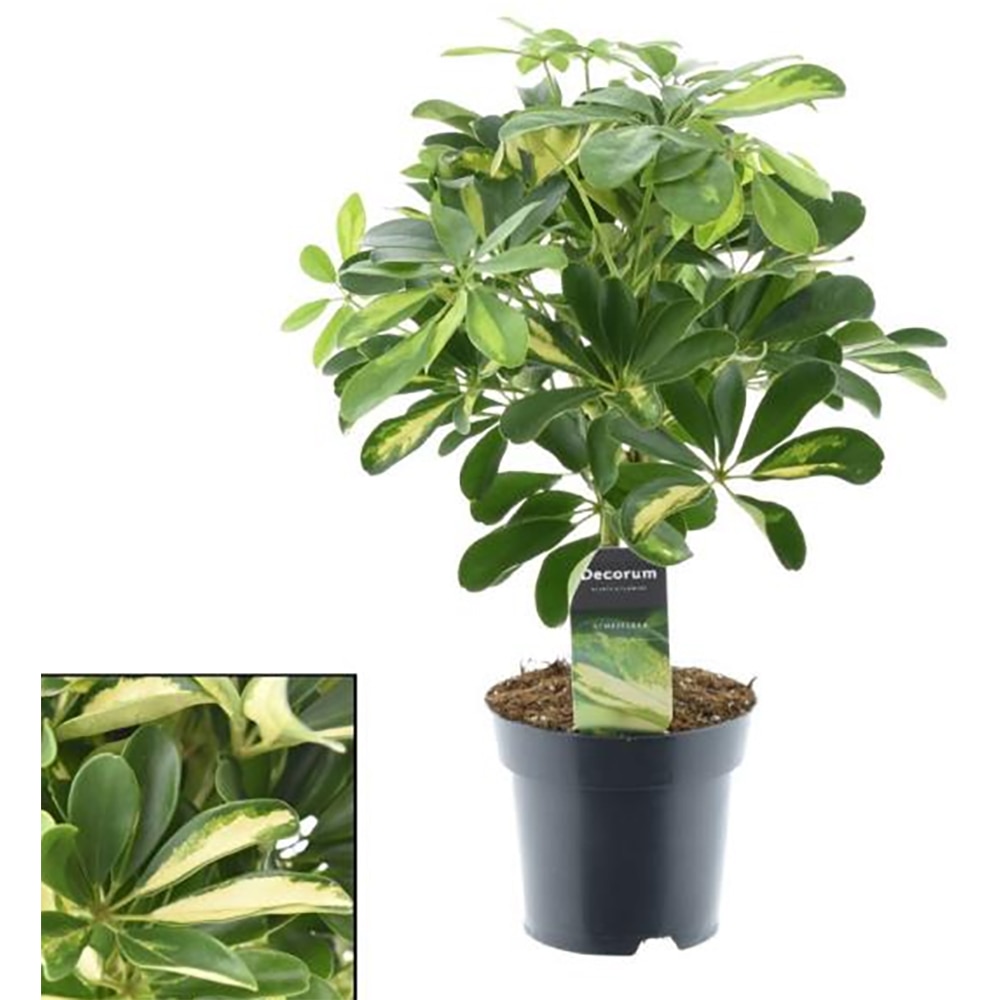 Planta de interior Arborele umbrela, D14 cm, H45 cm