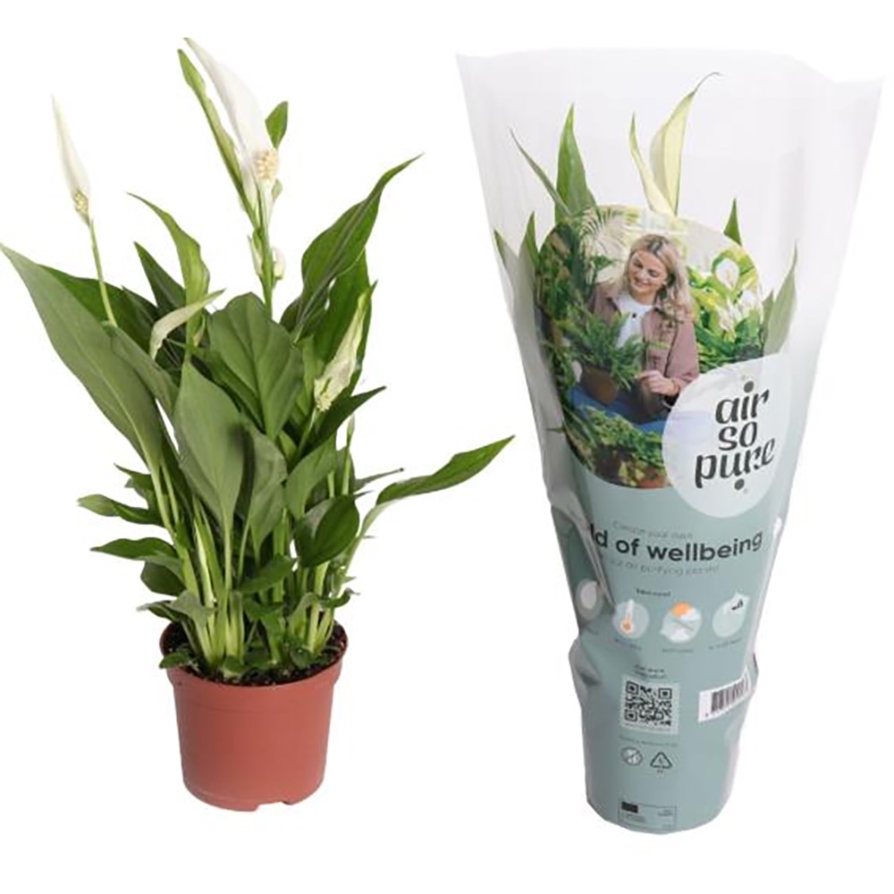 Planta de interior Crinul pacii Pearl Cupido, D9 cm, H35 cm