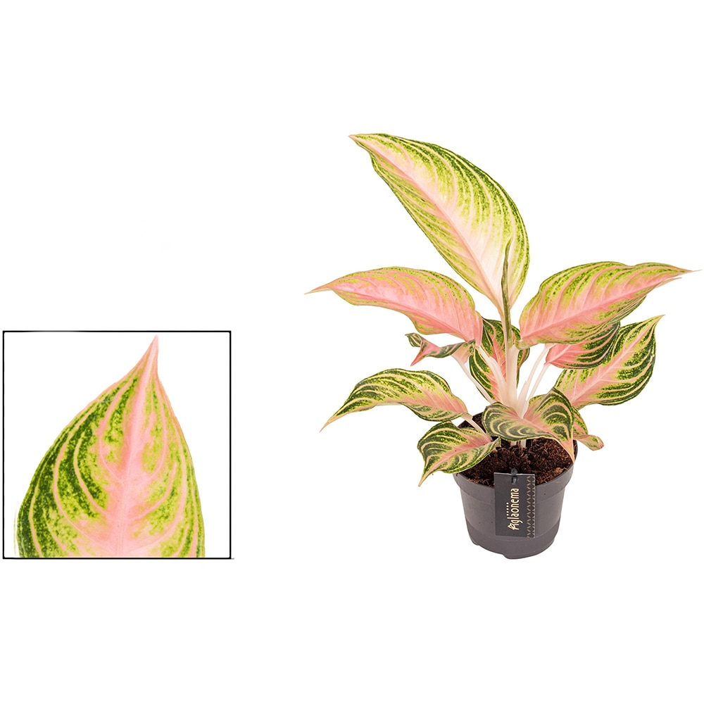 Aglaonema Eyecatcher, D12 cm, H40 cm