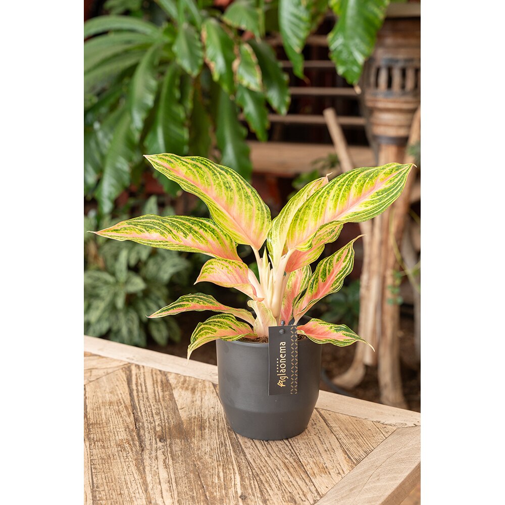 Aglaonema Eyecatcher, D12 cm, H40 cm