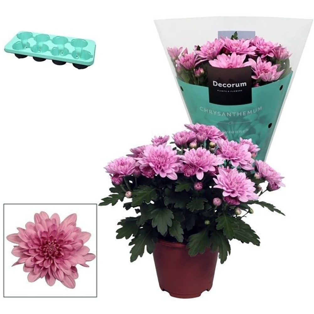 Crizantema Grandezza, H 25cm