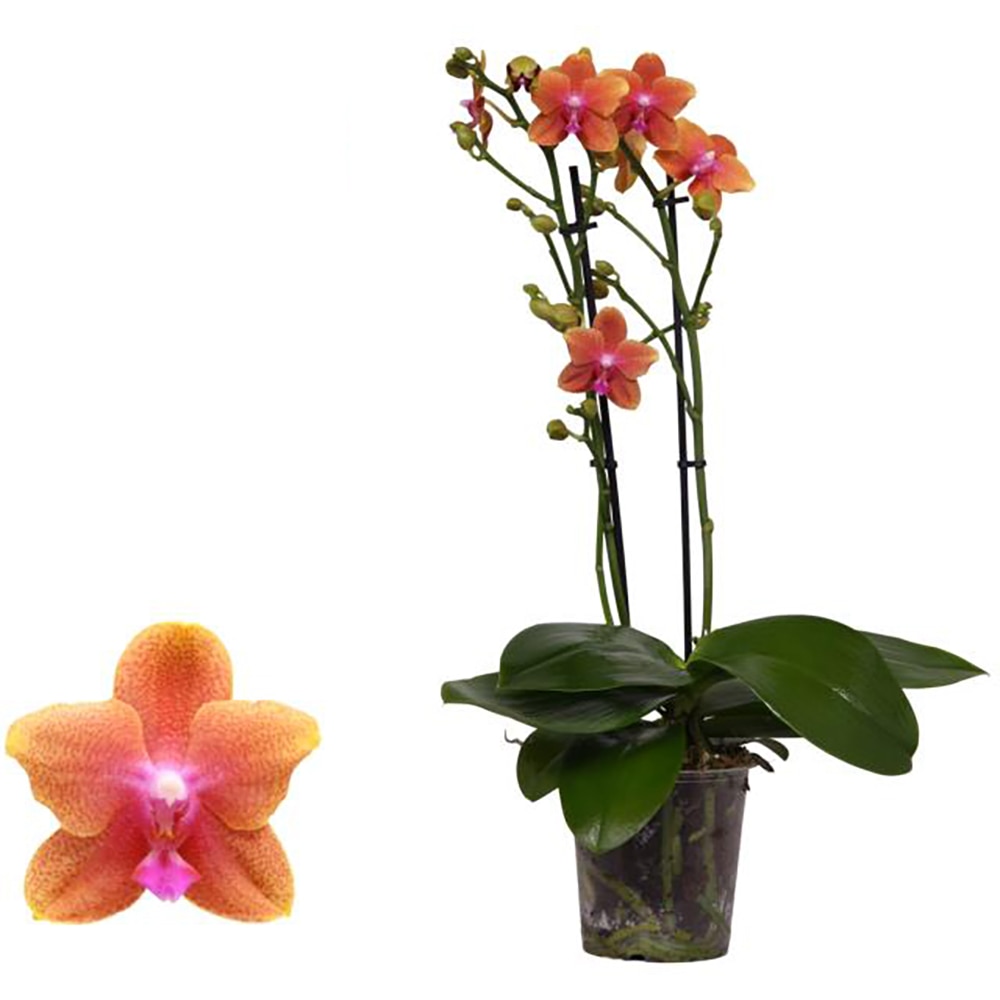 Orhidee Parfumata Bolgheri, H 50 cm
