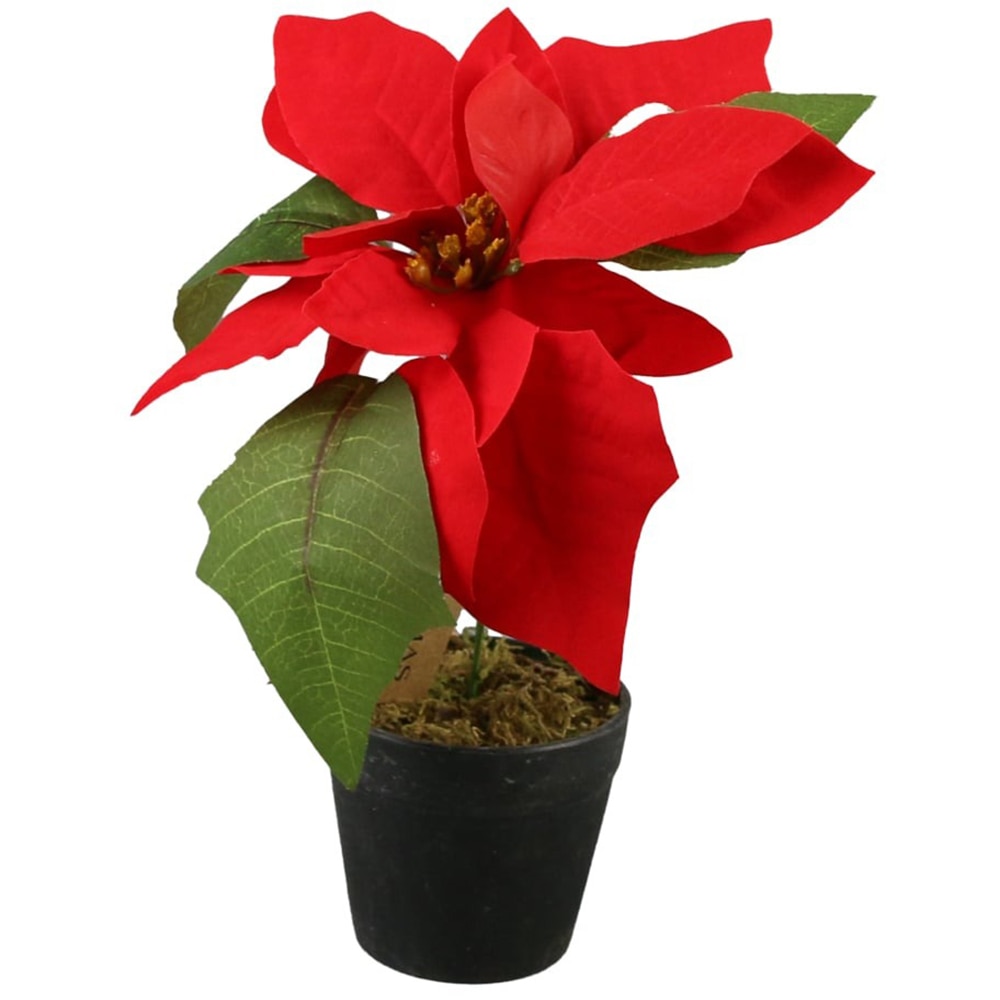 Craciunita in ghiveci, 19 cm