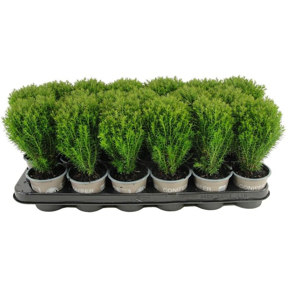 Tuia (Thuja occidentalis Teddy), H 15 cm
