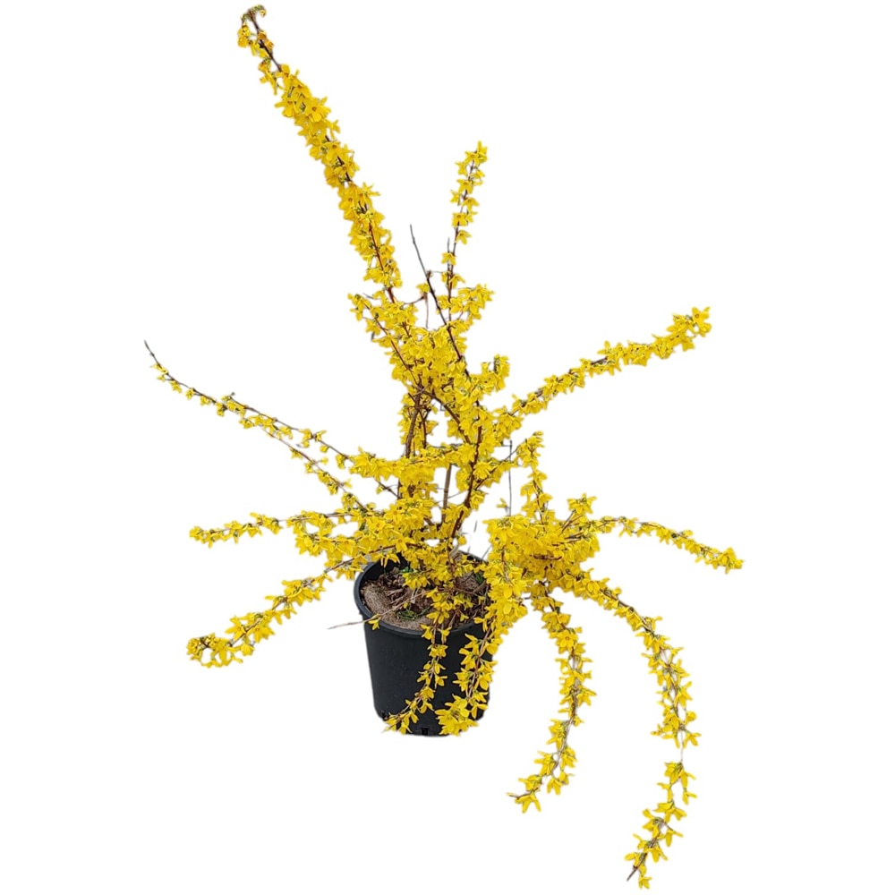 Arbust ornamental Forsythia, D28 cm, H 120 cm