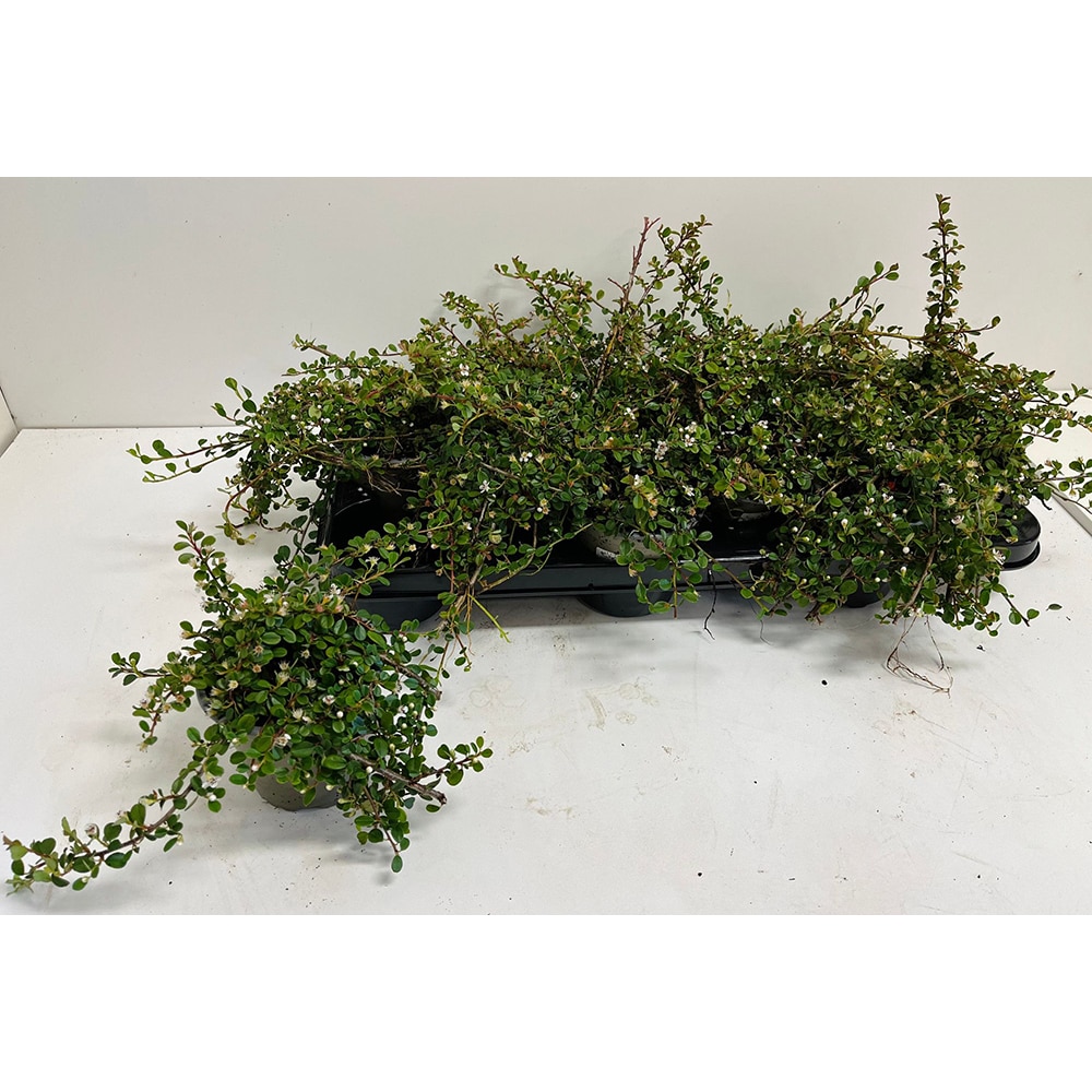 Cotoneaster (Cotoneaster), H 12 cm