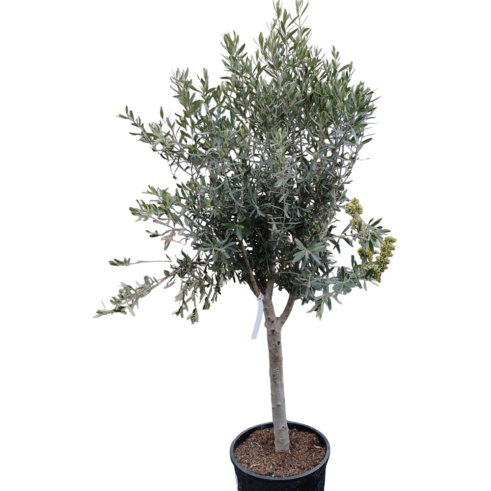 Maslin Olea Europaea Forme Toscane Demitige, H 1.6 m