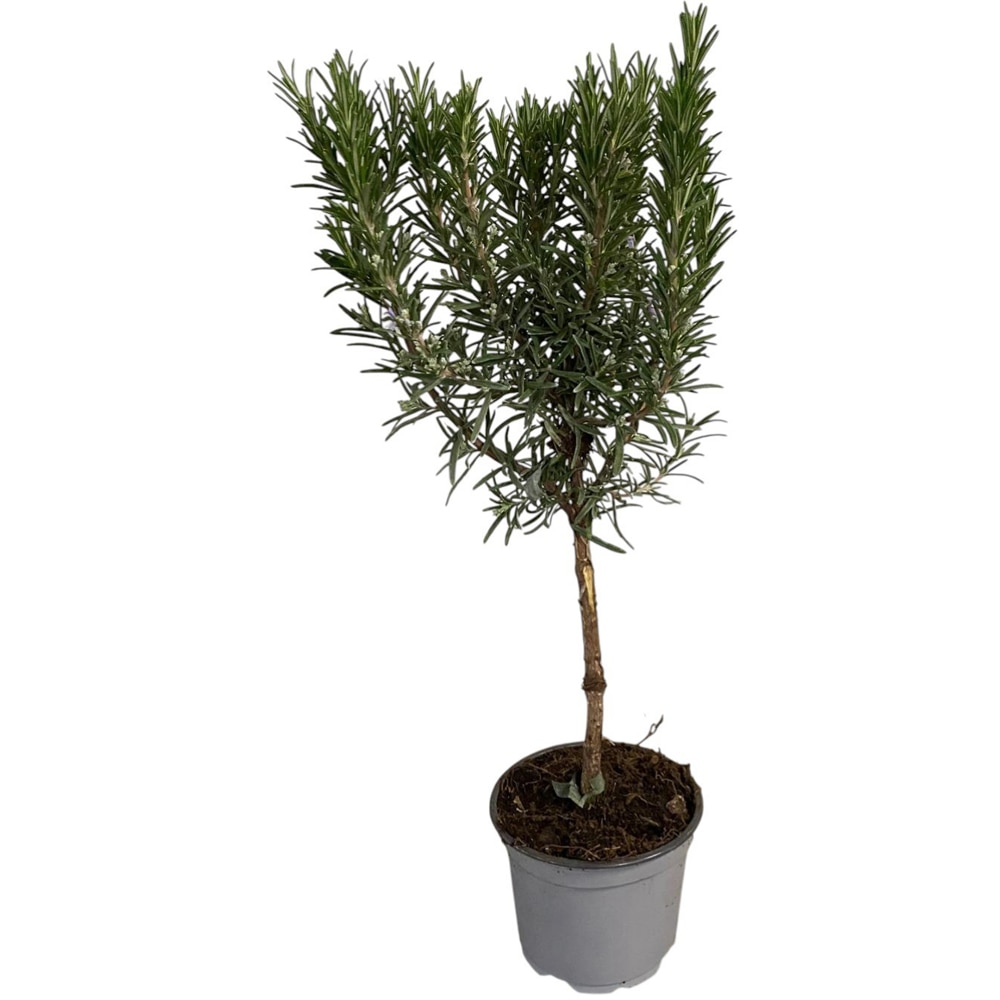 Rozmarin Stem, H 30 cm