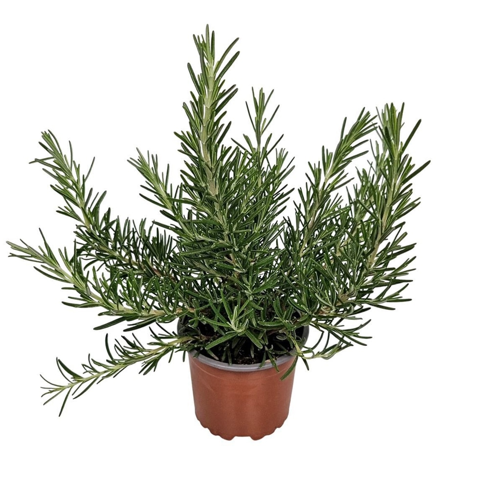 Rozmarin Tarator, H 30 cm