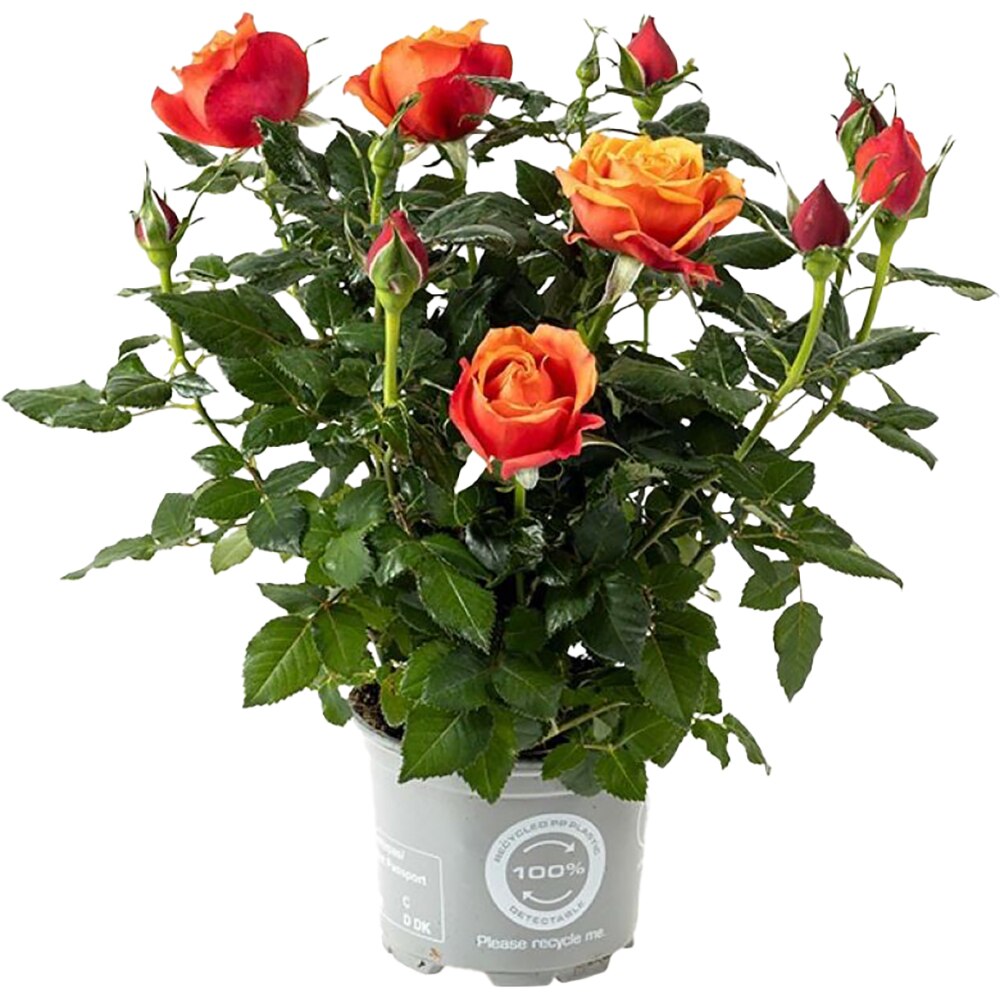 Trandafiri mix (Rosa), D10.5 cm, H26 cm