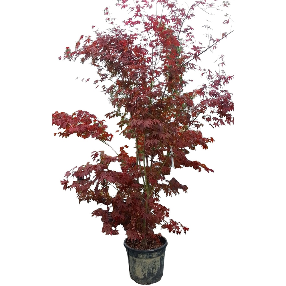 Acer Atropurpureum, D 50 cm, H 175 cm