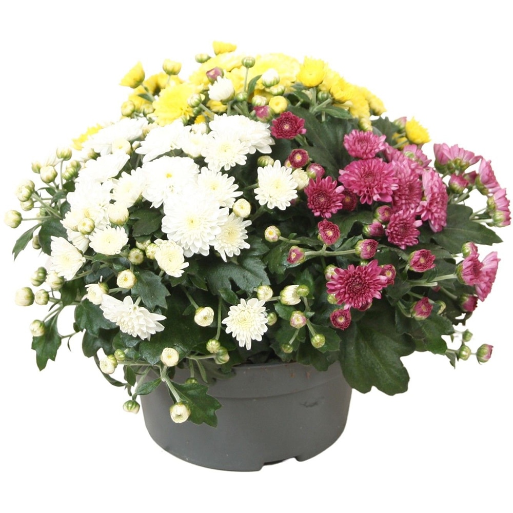 Crizantema (Chrysanthemum), D13 cm, H24 cm